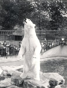 Sam el oso polar pidiendo comida en el Zoológico de Londres, 1912